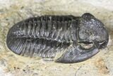 Bargain, Detailed Gerastos Trilobite Fossil - Morocco #141674-3